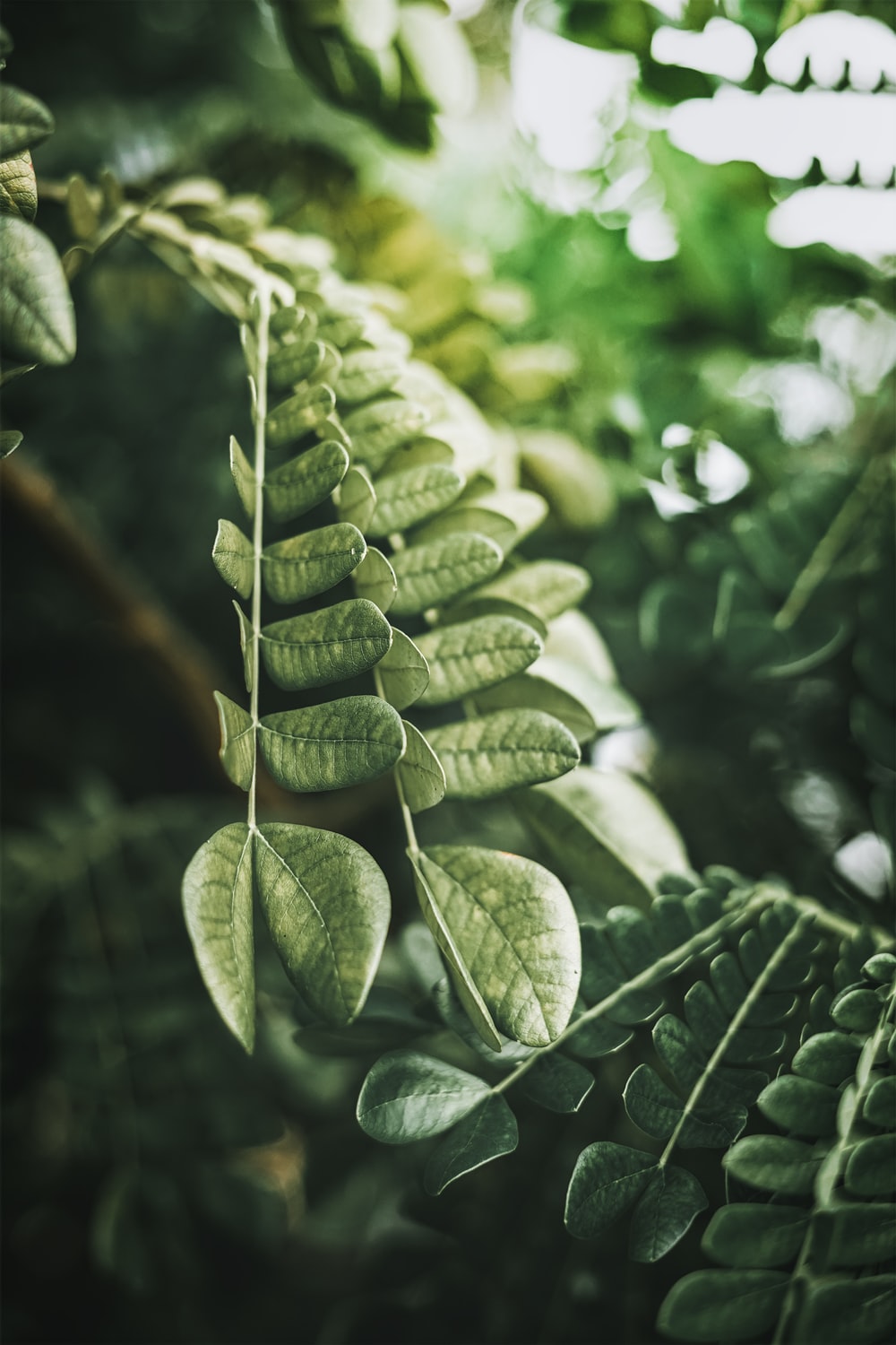 green leaves in macro lens