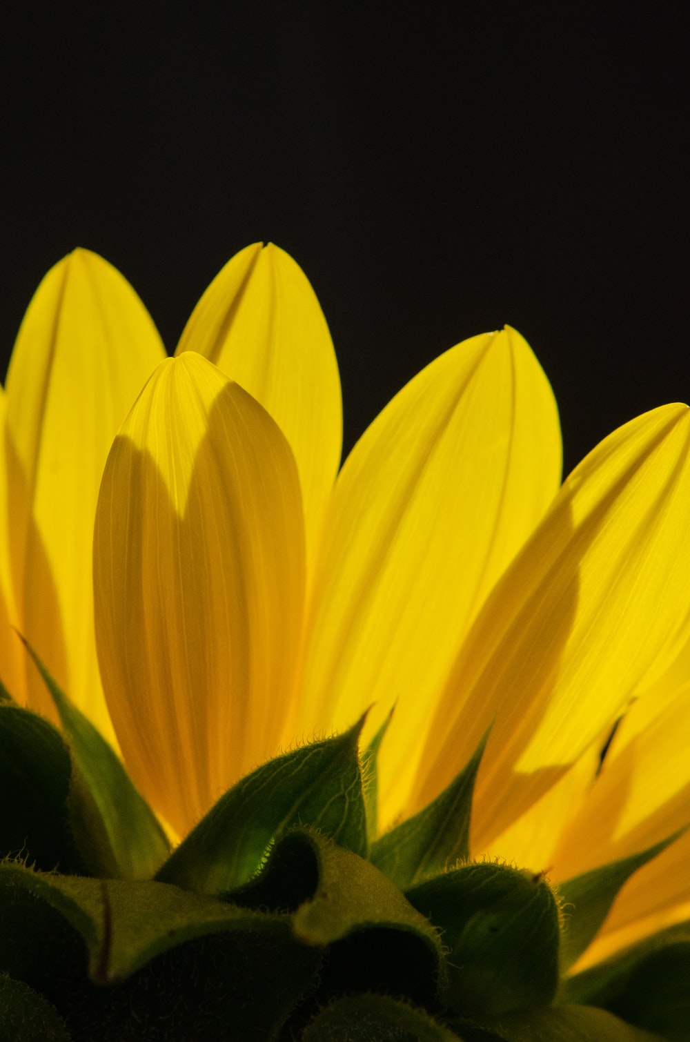 yellow flower in black background