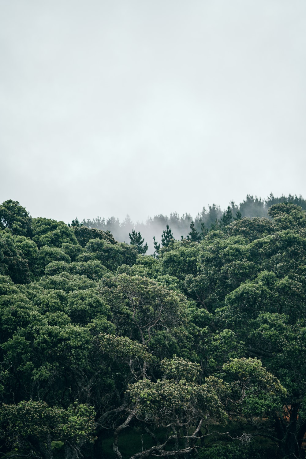 green trees under white sky during daytime