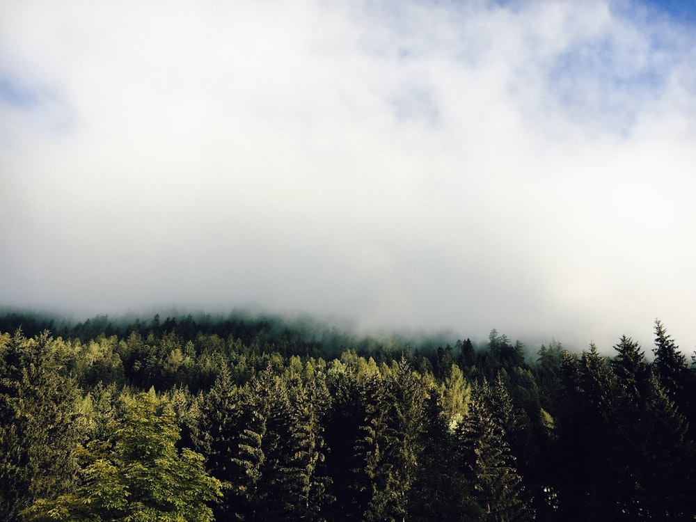 green trees under white clouds