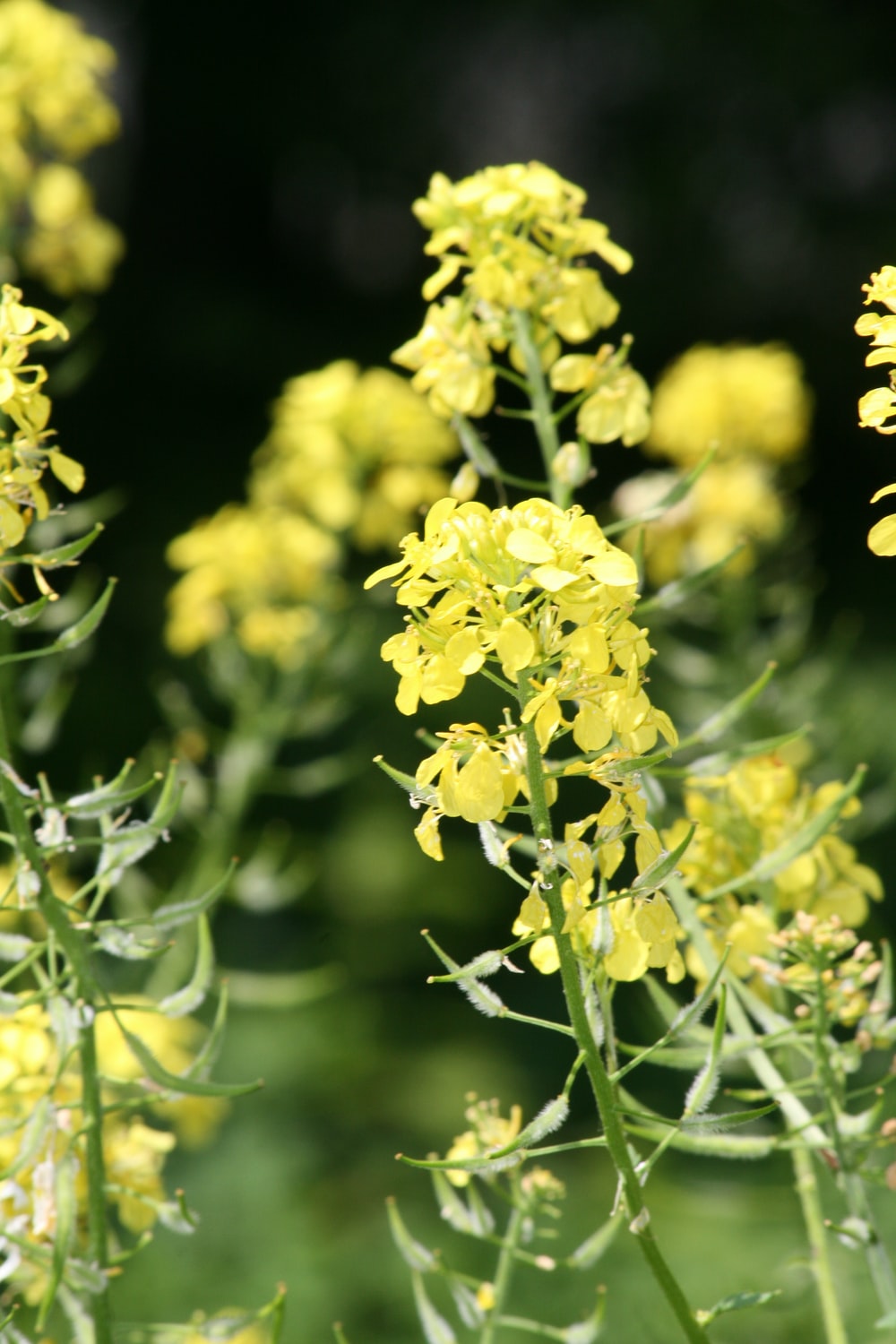 yellow flowers in tilt shift lens