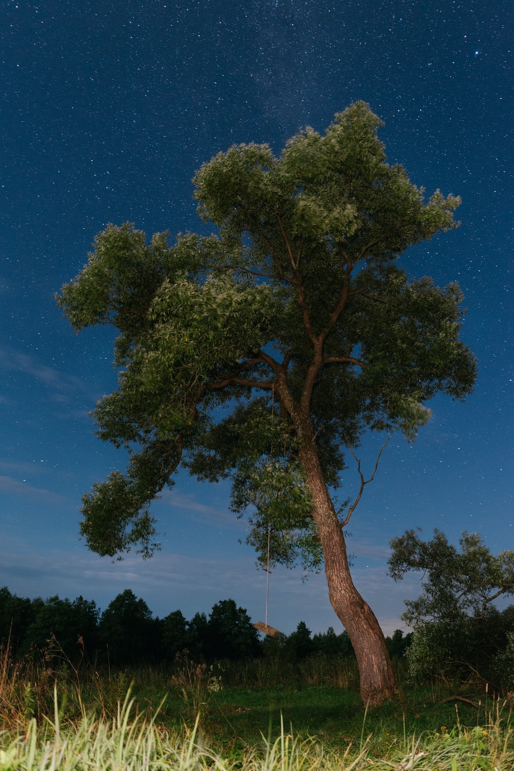 green tree under blue sky during daytime